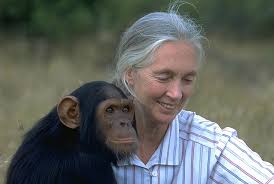 Maathai, the first female professor in her home country of kenya, was also the first african female recipient of the nobel peace prize. Fierce Woman Jane Goodall Inspiring Female Scientists Around The World Showit Blog