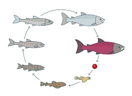 Download Salmon Life Cycle Clipart Vector In Ai Svg Eps Or Psd