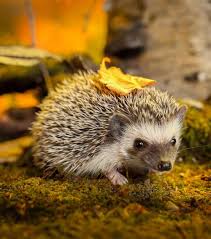 Hedgehog African Wildlife Foundation