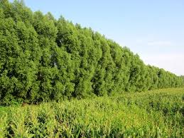 Windbreak Trees Com Windbreak Trees Evergreen Plants Potted Trees