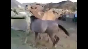 In the camel cup there are 15 camels. Horse Meets Old Friend Camel Youtube