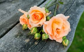 Happy rose day images orange flowers images. Wallpaper Orange Rose Flowers 2560x1600 Hd Picture Image