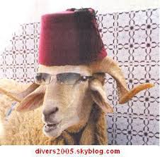 قصة الذئب والنعجة !