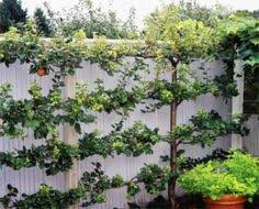 Most trained forms are intended to be grown against a wall or fence, so they take up surprisingly little space. 12 Trellis Fruit Trees Ideas Fruit Trees Trellis Espalier Fruit Trees
