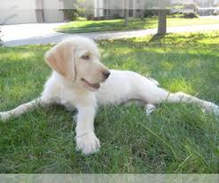 Find goldendoodle puppies for sale with pictures from reputable goldendoodle breeders. Verified Dog Breeders Near Grabill Indiana Usa Page 1 10 Per Page Puppyfinder Com