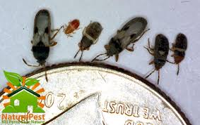 128 masters dr saint augustine, fl. 2 Steps To Control Chinch Bugs Florida