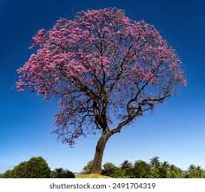 Image result for Handroanthus sp. near impetiginosus