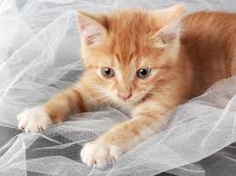 Du solltest trotzdem versuchen, regelmäßig mit ihr zu kuscheln, zu spielen oder was sie sonst von dir gewöhnt war. Katzenbabys Das Richtige Alter Fur Die Abgabe