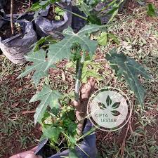 Check spelling or type a new query. Jual Di Jual Bibit Tanaman Herbal Murah Bibit Pohon Daun Gedi Tanaman Daun Pepaya Jepang Herbal Ready Stock Di Lapak Riskyfarm Bukalapak