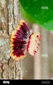 Image result for Napoleonaea