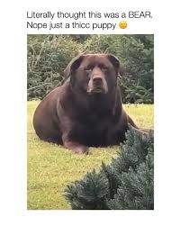 Dog Videos On Instagram Do You Like Big Or Small Dogs Petprofit For More Via Holymoleyyy N Welt In 2020 Cute Animals Funny Animals Cute Baby Animals