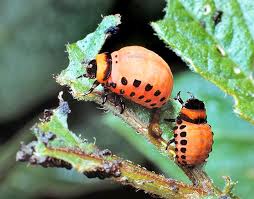 Image result for Leptactina delagoensis