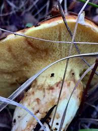 Image result for Suillus weaverae