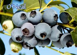 On rare occasion, it is possible for plants to become damaged in shipping or in the delivery process. O Neal Blueberry Louie S Nursery