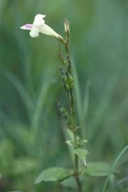 Image result for Asystasia sp. (Biegel 5184)
