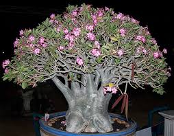 Image result for Adenium