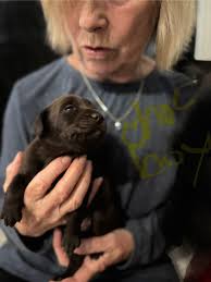 SPCA of TN needs foster homes for puppies in Franklin