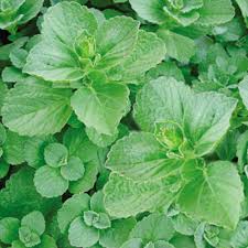 This plant is also called scaredy cat coleus. cat/dog repellent. Buy Coleus Canina Green Cat Shoo J Parker Dutch Bulbs
