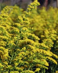 Image result for Solidago