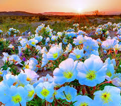 Maybe you would like to learn more about one of these? Desert Spring Deserts Nature Background Wallpapers On Desktop Nexus Image 716944