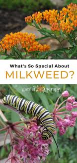 Pin On Butterfly Gardens Their Design Ideas And Plants