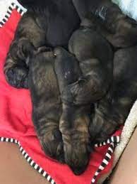 At this stage, german shepherd puppies will just sleep. Hawks Hunt German Shepherds Suzanne Clothier Carpe Canem Inc
