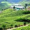 Must visit this cameron tea valley if you are ever in cameron highlands. 1