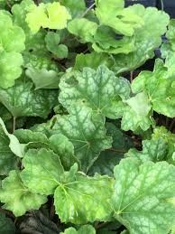Image result for heuchera americana