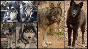 We did not find results for: Texas Wolfdog Project Low Content Wolfdogs
