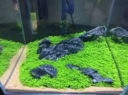 بذور النباتات حوض السمك الزخرفية Glossostigma هيميانثوس كاليتريكوديس سهلة النمو بذور نبات المياه لتزيين خزان الأسماك Hemianthus Callitrichoides Decoration Aquariumfor Fishing Aliexpress