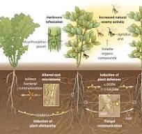 Exposing belowground plant communication | Science