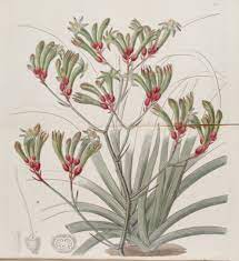 Albany Kangaroo Paw Anigozanthos Flavidus Var Bicolor Circa 1838 Flower Illustration Australian Wildflowers Botanical Illustration