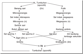 Tumbuhan berbiji tertutup yang termasuk ke dalam kelompok monokotil ini biasanya memiliki biji yang tunggal dan juga biasanya bukan merupakan tumbuhan. Tumbuhan Berbiji Terbuka Dan Tertutup Beserta Gambarnya Dosenbiologi Com