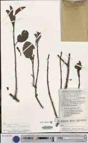 Image result for Phragmanthera polycrypta
