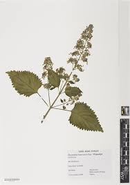 Image result for Coleus cylindraceus