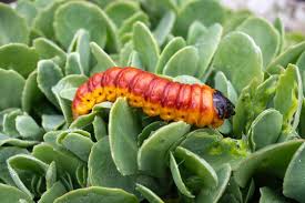 Image result for Cossus cossus