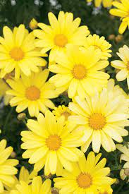 Marguerite Daisy Flowers Top Flowers Wallpaper Yellow Daisies Daisy Flower Yellow Flowers