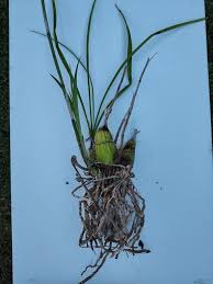 Image result for Eulophia callichroma