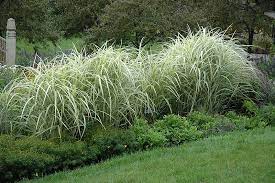 Variegated Silver Grass Miscanthus Sinensis Variegatus At Chalet Nursery Tall Ornamental Grasses Ornamental Grasses Perrenial Gardens