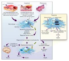 Image result for Anthrax