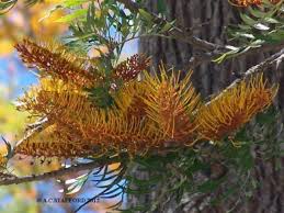 Image result for Grevillea robusta