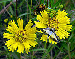 Image result for Guizotia scabra