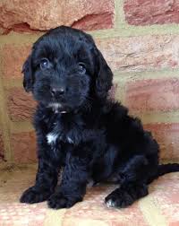 Über 80% neue produkte zum festpreis; Cockapoo Puppies For Adoption Cheap Online