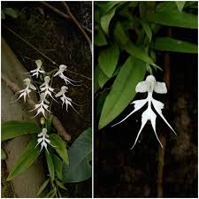 Image result for Jamesbrittenia micrantha