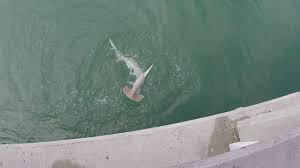 Check spelling or type a new query. Hammerhead Shark Caught At Bill Baggs Key Biscayne El Farito Youtube