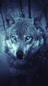 Wolf Colorful Mobile Hd Wallpaper Wolf Wallpaper Deadpool Hd Wallpaper Hd Wallpaper Download, share or upload your own one! hd wallpaper wolf wallpaper