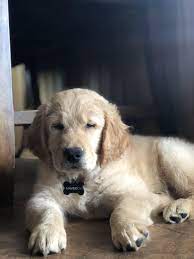 Sleepy Puppy Music Indieartist Chicago Cute Dogs Puppies Animals Beautiful