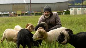 Un mouton très résistant qui peut vivre dehors toute l'année. Photos Bogny Sur Meuse Des Moutons D Ouessant Au Centre De La Commune