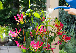 Image result for Gloriosa