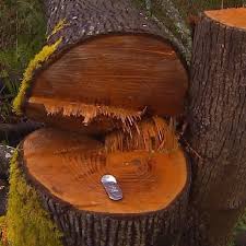 Do i need a permit to cut down a tree. Group Says Too Many Trees Being Cut Down In Seattle Neighborhoods Komo